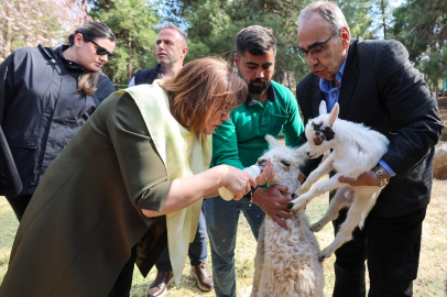 Türkiye'de doğan ilk bebek zürafa ziyaretçilerle buluştu