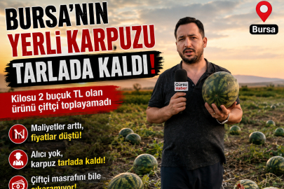 BURSA’NIN YERLİ KARPUZU TARLADA KALDI!