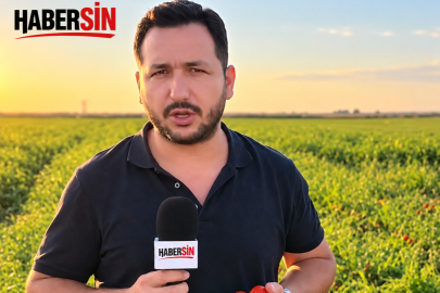 Bursa’da Salçalık Domateste Fiyat Uçurumu: Tarlada 7, Markette 20 Lira!